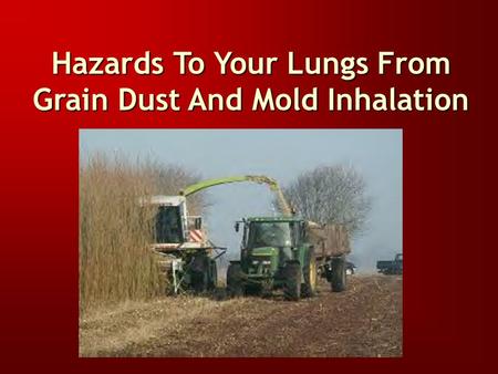 Hazards To Your Lungs From Grain Dust And Mold Inhalation.