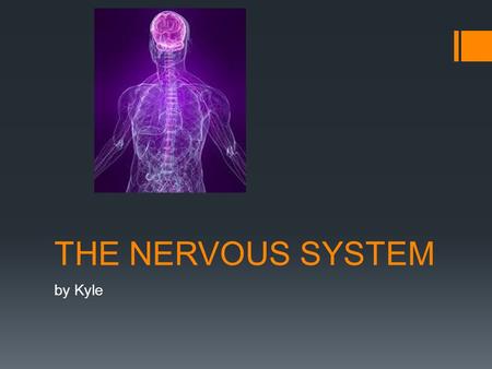 THE NERVOUS SYSTEM by Kyle. The model  The three important thing are the brain, spinal cord and the nerve.