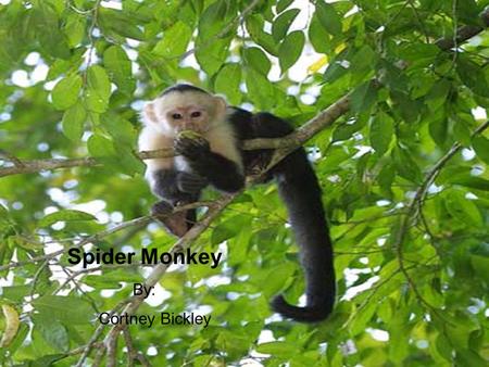 Spider Monkey By: Cortney Bickley.
