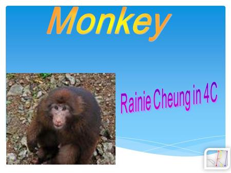 Monkey ’ s body ~~~~~~~~~~~~~~~~P.3 What Do Monkeys eat~~~~~~~~~~~P.4 Monkey ’ s photo ~~~~~~~~~~~~~~~P.5 Monkey’s picture ~~~~~~~~~~~~~~P.6 What Do Monkeys.