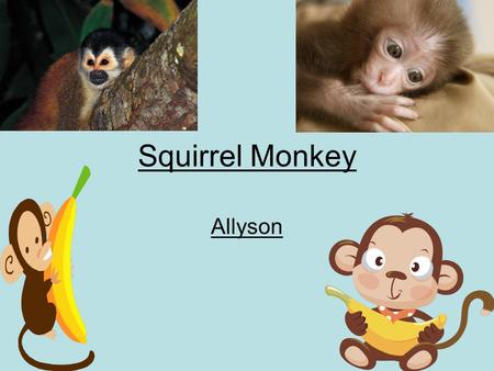 Squirrel Monkey Allyson. Table of Contents Food page 1 Interesting Fact page 2 Description page3 Would this animal make A good pet why or why not page.