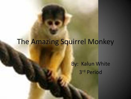 The Amazing Squirrel Monkey By: Kalun White 3 rd Period.
