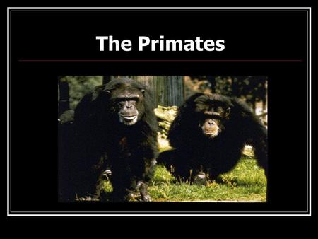 The Primates Key Questions Where do humans fit in the world of living things? What are the characteristics of primates? How are humans like the other.