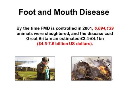 Foot and Mouth Disease By the time FMD is controlled in 2001, 6,094,139 animals were slaughtered, and the disease cost Great Britain an estimated £2.4-£4.1bn.