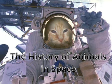 Animals have been used in space science research since the beginning of the space age. Both the United States and Soviet/Russian space programs used animals.