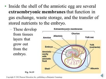 Inside the shell of the amniotic egg are several extraembryonic membranes that function in gas exchange, waste storage, and the transfer of stored nutrients.