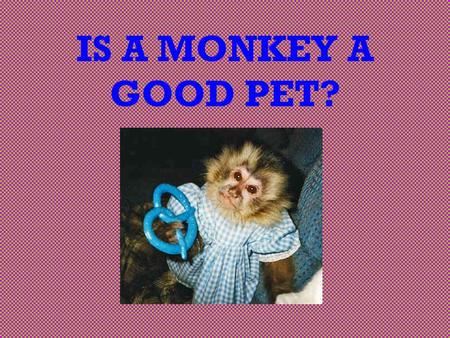 IS A MONKEY A GOOD PET?. Ever think of making a monkey your pet? INTRODUCTION You want to convince your parents that a monkey really would make a good.