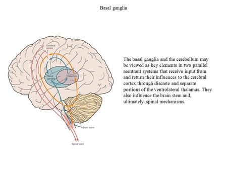Basal ganglia The basal ganglia and the cerebellum may be viewed as key elements in two parallel reentrant systems that receive input from and return their.