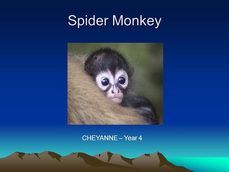 Spider Monkey CHEYANNE – Year 4.