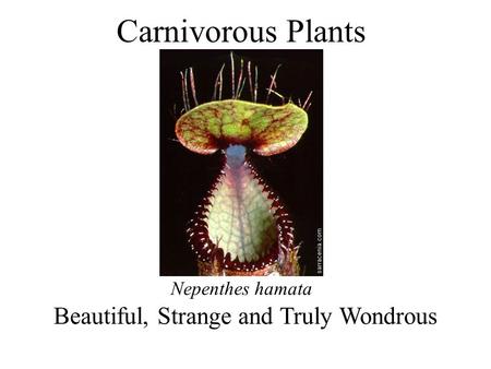 Carnivorous Plants Beautiful, Strange and Truly Wondrous Nepenthes hamata.