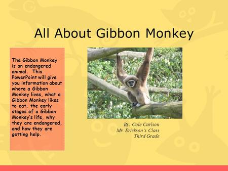 All About Gibbon Monkey By: Cole Carlson Mr. Erickson’s Class Third Grade The Gibbon Monkey is an endangered animal. This PowerPoint will give you information.