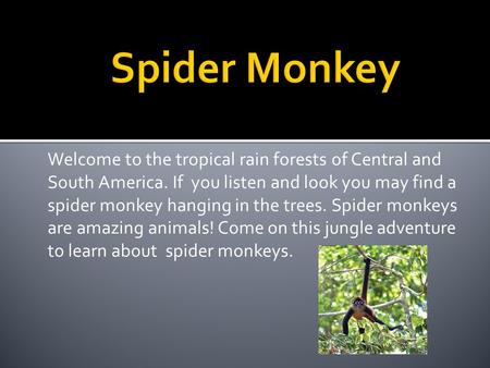 Welcome to the tropical rain forests of Central and South America. If you listen and look you may find a spider monkey hanging in the trees. Spider monkeys.