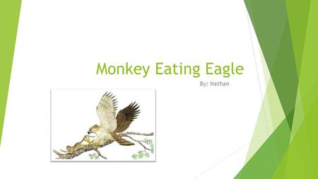 M MONk Monkey Eating Eagle By: Nathan. COLOR  Brown and white.