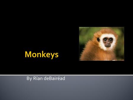 By Rían deBairéad Monkeys are vertebrates!!! Like us!!!!!