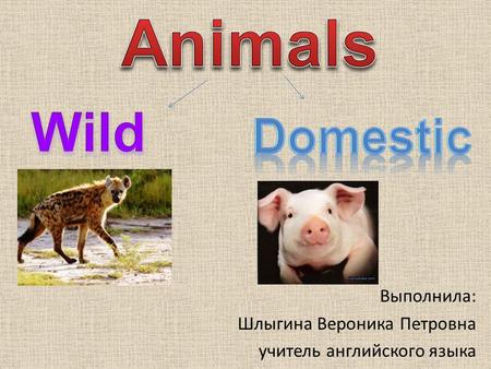 Animals Wild Domestic Выполнила: Шлыгина Вероника Петровна