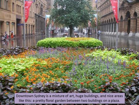 Downtown Sydney is a mixture of art, huge buildings, and nice areas like this: a pretty floral garden between two buildings on a plaza.