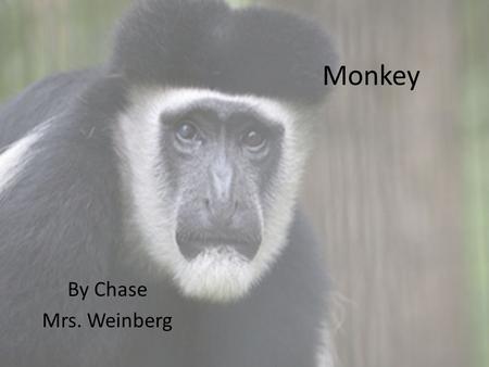 Monkey By Chase Mrs. Weinberg.