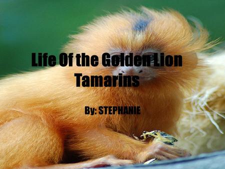 Life Of the Golden Lion Tamarins By: STEPHANIE. Table of Contents.