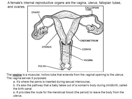 A female's internal reproductive organs are the vagina, uterus, fallopian tubes, and ovaries. The vagina is a muscular, hollow tube that extends from the.