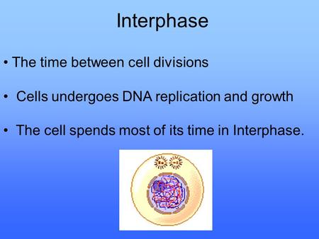 Interphase • The time between cell divisions