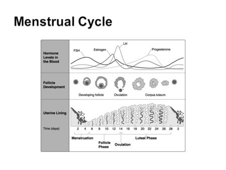 LE 46-9b Vagina Cervix Oviduct Ovaries Uterus Endometrium Follicles Corpus luteum Uterine wall.