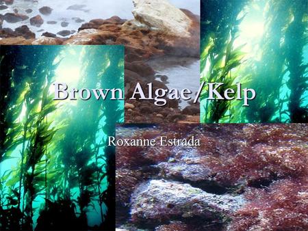 Brown Algae/Kelp Roxanne Estrada. Brown Algae The Phaeophyceae or brown algae, is a large group of mostly marine multicellular algae They play an important.