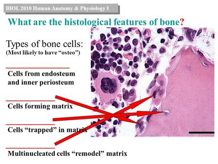 What are the histological features of bone?