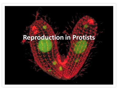 Reproduction in Protists. GPS and EQ GPS.07.SC.C.S7L3.b. - Compare and contrast that organisms reproduce asexually and sexually (bacteria, protists, fungi,