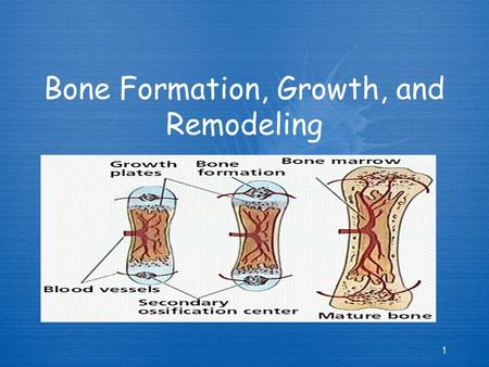 Bone Formation, Growth, and Remodeling 1 1. Formation and Growth  Bone forms via a process called ossification or osteogenesis  As an embryo we all.