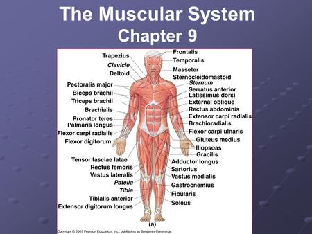 The Muscular System Chapter 9.