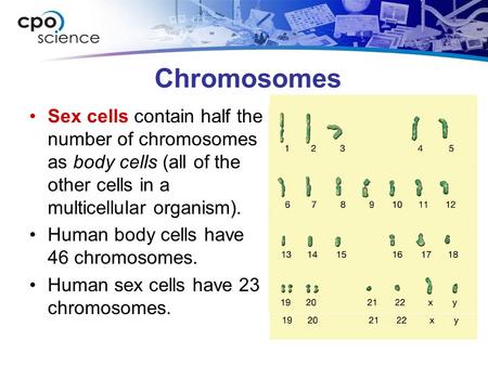 Chromosomes Sex cells contain half the number of chromosomes as body cells (all of the other cells in a multicellular organism). Human body cells have.