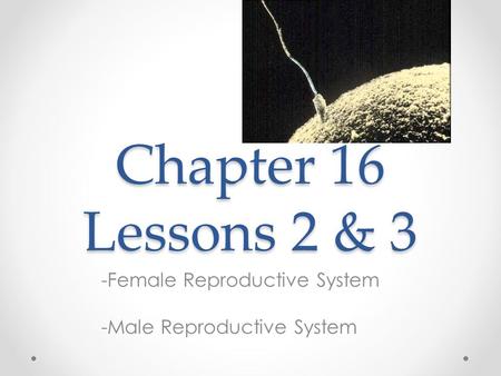 Female Reproductive System Male Reproductive System