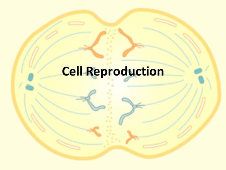 Cell Reproduction. Cells Your body is made of between 10 to 100 trillion cells About one thousandth of them die every day.