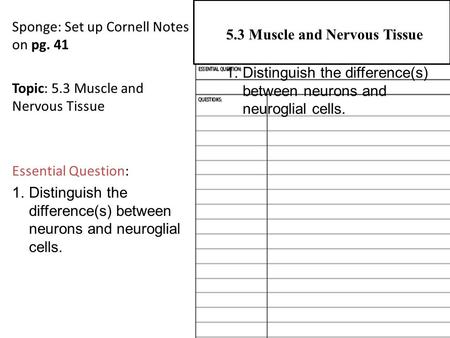 Sponge: Set up Cornell Notes on pg. 41 Topic: 5.3 Muscle and Nervous Tissue Essential Question: 1.Distinguish the difference(s) between neurons and neuroglial.