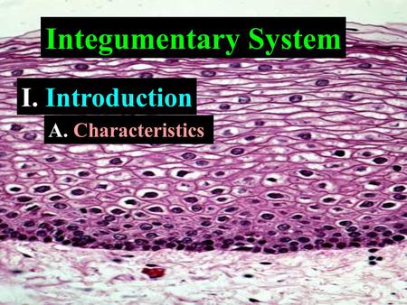 Integumentary System I. Introduction A. Characteristics.