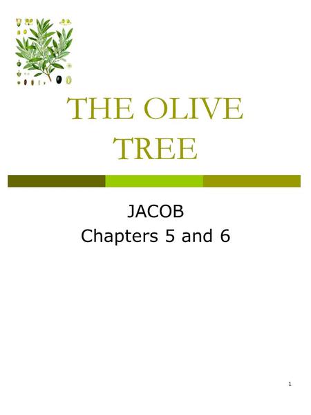 THE OLIVE TREE JACOB Chapters 5 and 6 1. ROSE BUD UNION.