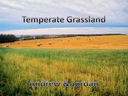 Temperate Grassland Andrew & Jordan.