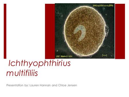 Ichthyophthirius multifiliis Presentation by: Lauren Hannan and Chloe Jensen.
