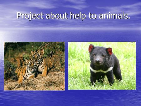 Project about help to animals. Project about help to animals.