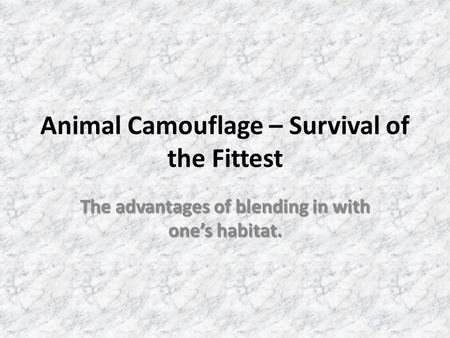 Animal Camouflage – Survival of the Fittest The advantages of blending in with one’s habitat.