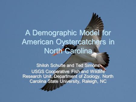 A Demographic Model for American Oystercatchers in North Carolina Shiloh Schulte and Ted Simons USGS Cooperative Fish and Wildlife Research Unit, Department.