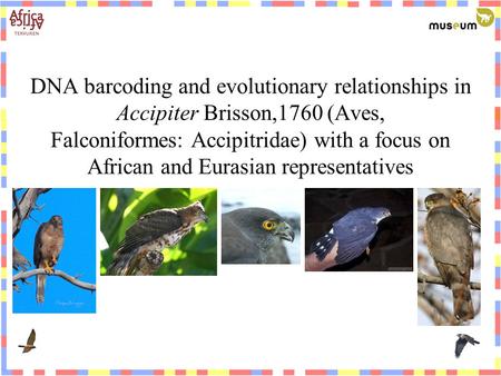 DNA barcoding and evolutionary relationships in Accipiter Brisson,1760 (Aves, Falconiformes: Accipitridae) with a focus on African and Eurasian representatives.