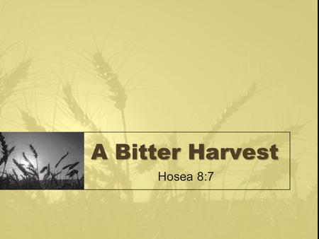 A Bitter Harvest Hosea 8:7. Sowing Your Wild Oats The reckless living of a young person is often described as “sowing your wild oats” Many in society.
