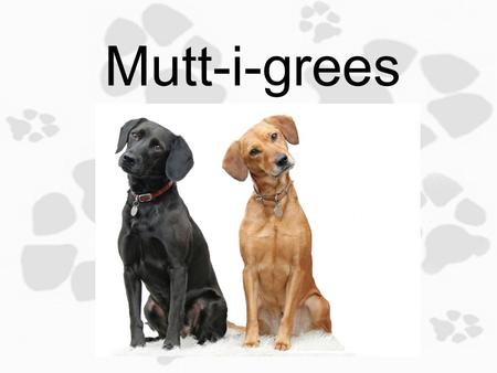 Mutt-i-grees 1.5 GOAL! Objective: Today you will identify goals and strategies to achieve them.