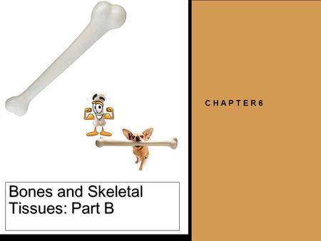 Bones and Skeletal Tissues: Part B