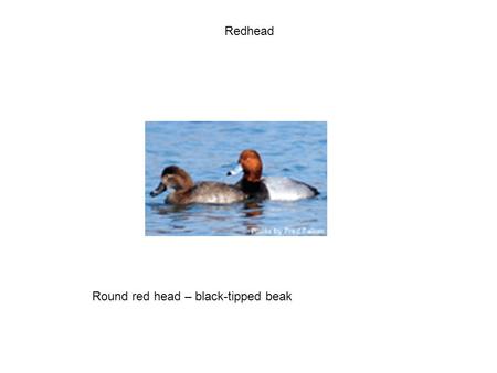 Redhead Round red head – black-tipped beak. Blue-winged Teal Blue fore-wing; white crescent on face.