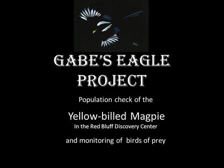 Gabe’s Eagle project Population check of the Yellow-billed Magpie In the Red Bluff Discovery Center and monitoring of birds of prey.