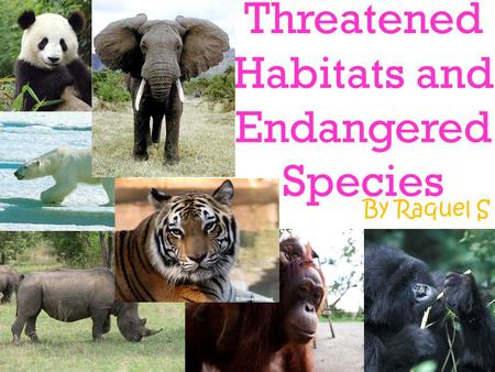 Threatened Habitats and Endangered Species By Raquel S.