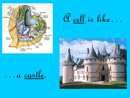 A cell is like… …a castle.. The nucleus is like the owner because the owner controls the castle: what they do to it, how they manage it, and how they.
