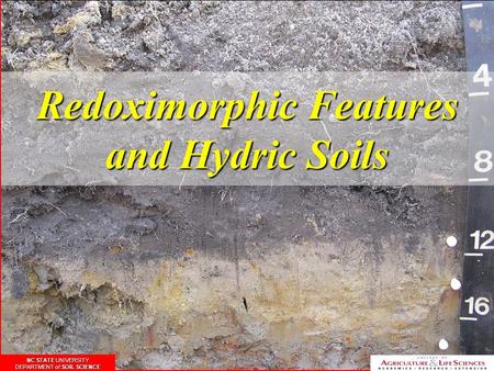 Redoximorphic Features and Hydric Soils NC STATE UNIVERSITY DEPARTMENT of SOIL SCIENCE NC STATE UNIVERSITY DEPARTMENT of SOIL SCIENCE NC STATE UNIVERSITY.